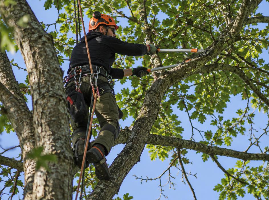 Tree surgery